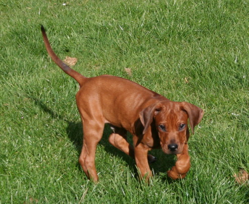 Biscuit_in_the_garden2.JPG