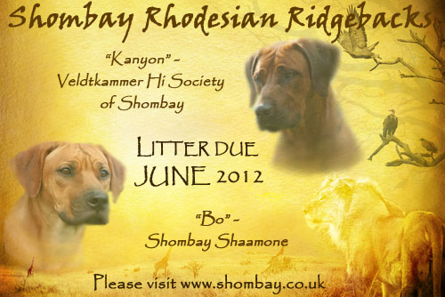 Shombay-Spring-Litter-2012.jpg